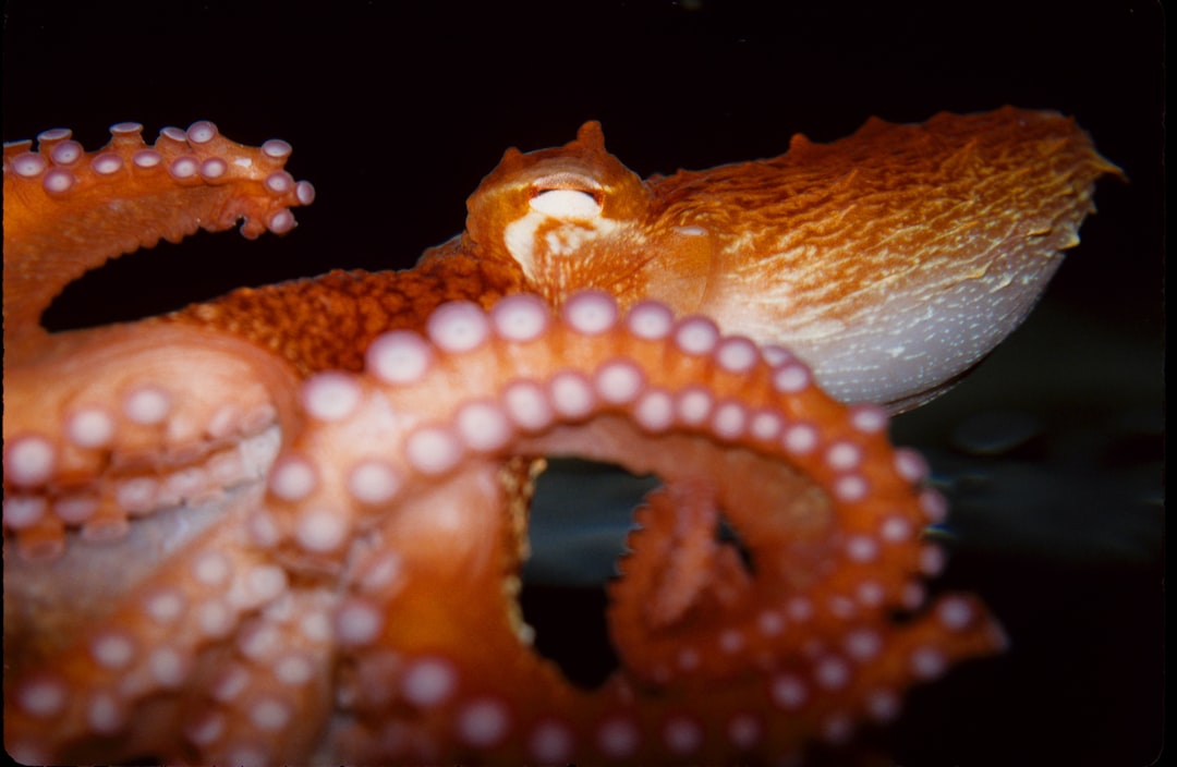 Dionysus - The Octopus (Image Credits: Unsplash)