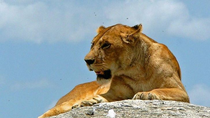 Which Animal Best Matches Each Greek God’s Personality