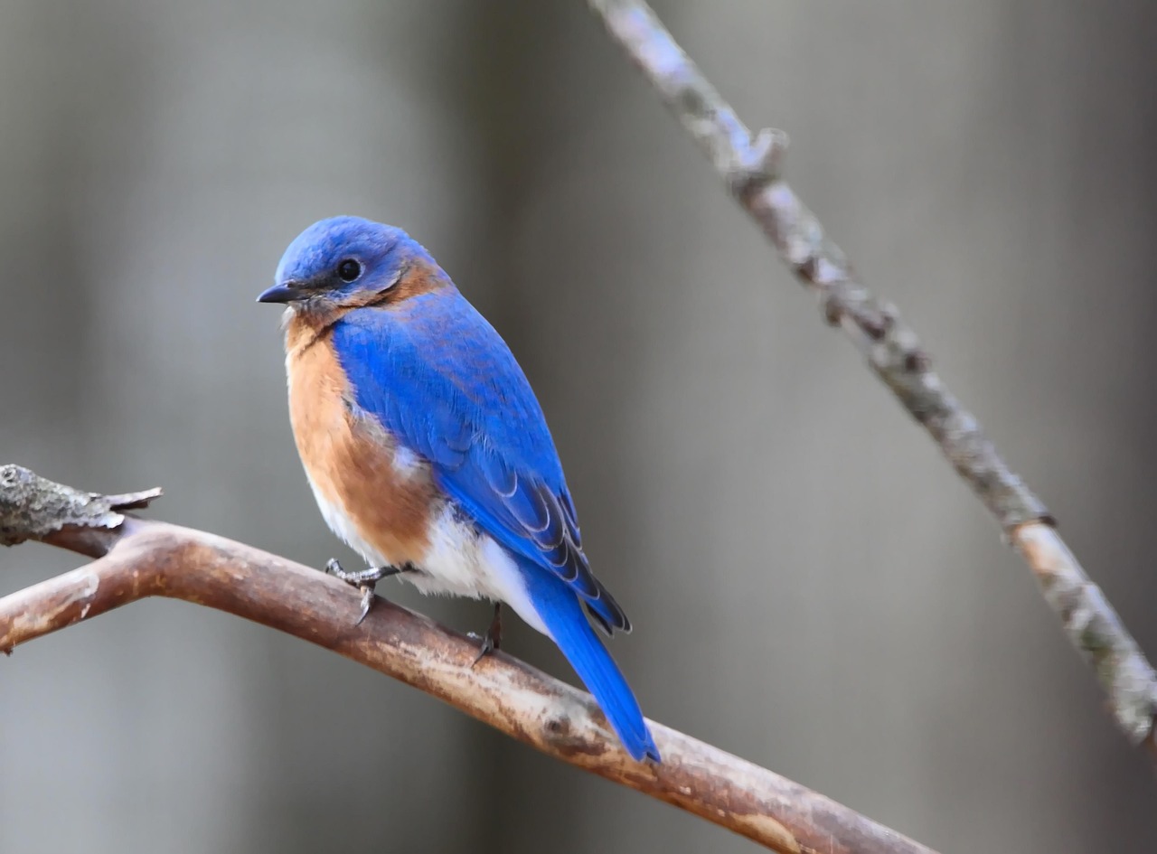 Install the Right Nest Box in the Perfect Spot (Image Credits: Pixabay)