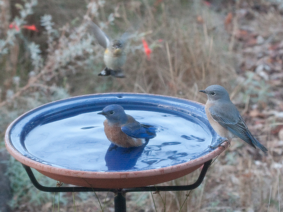 Provide Fresh, Moving Water Sources (Image Credits: Flickr)