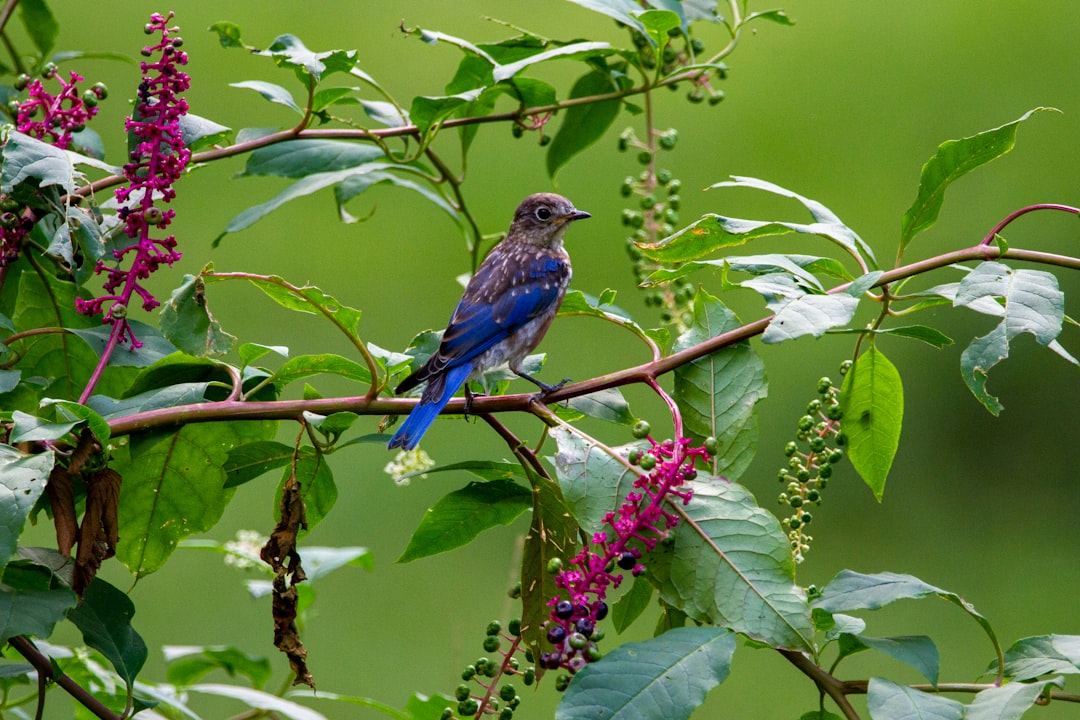 Plant Native Berry-Producing Plants (Image Credits: Unsplash)