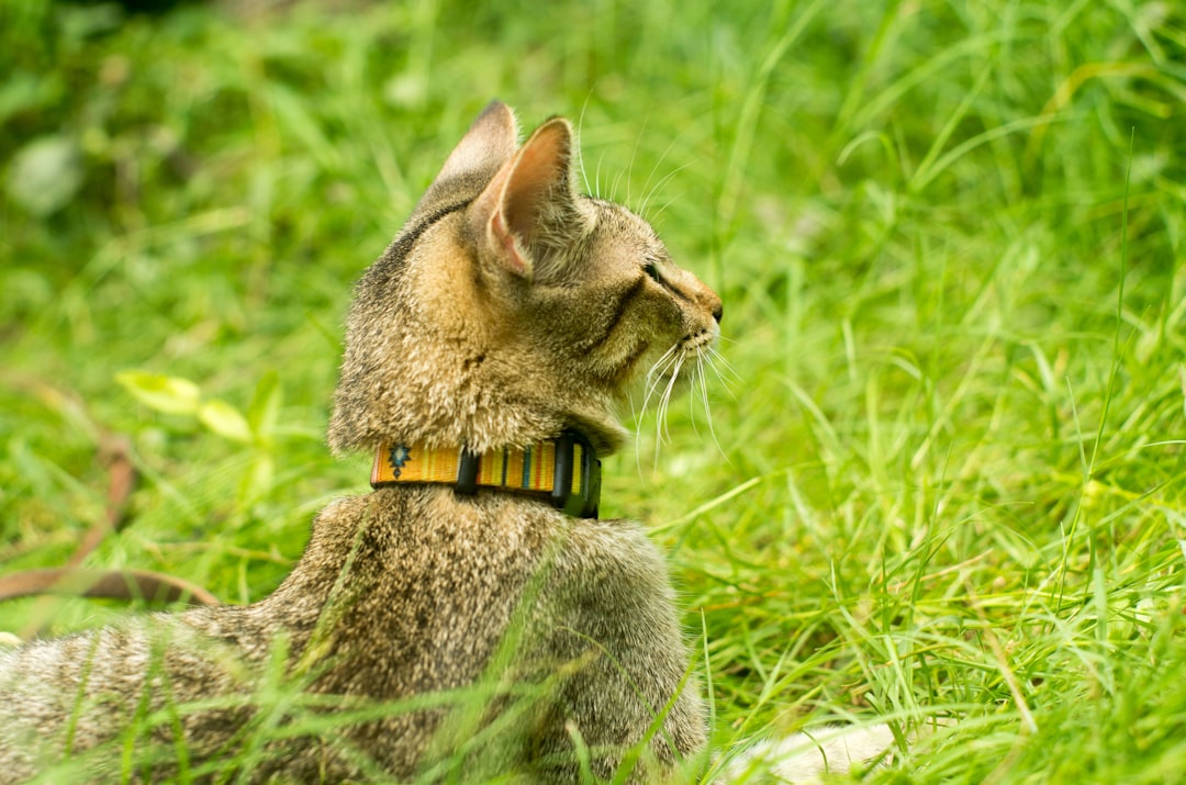 Keep Cats Indoors and Dogs Under Control (Image Credits: Unsplash)