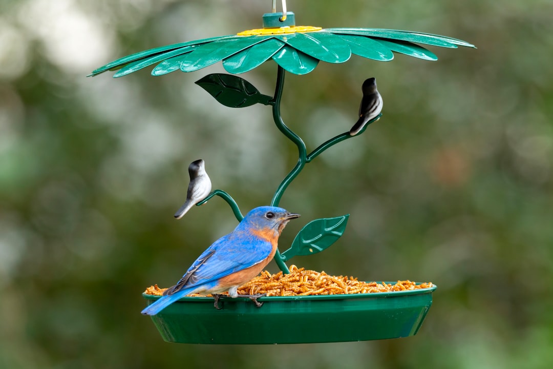 Maintain Your Bluebird Paradise Year-Round (Image Credits: Unsplash)
