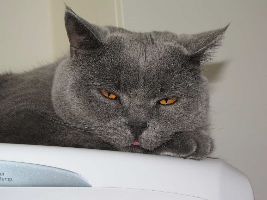 British Shorthair - The Gentle Giant of Lap Cats (Image Credits: Flickr)