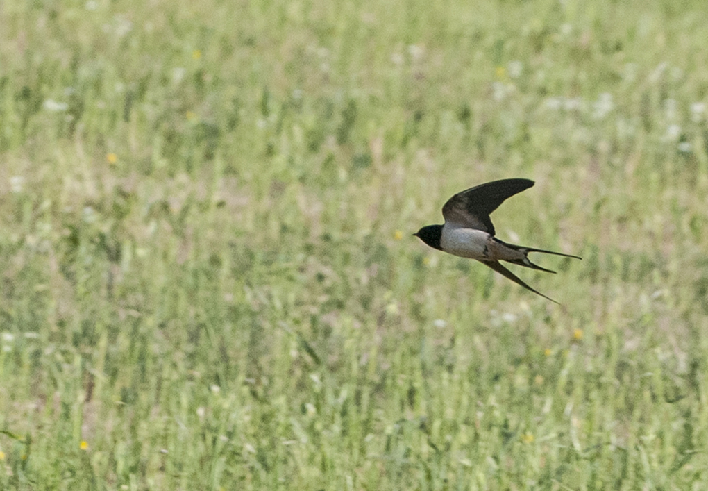 Why Barn Swallows Excel at Mosquito Control (Image Credits: Wikimedia)