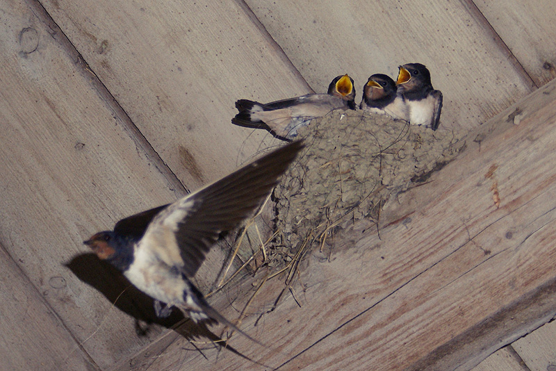 Creating the Perfect Barn Swallow Habitat (Image Credits: Wikimedia)