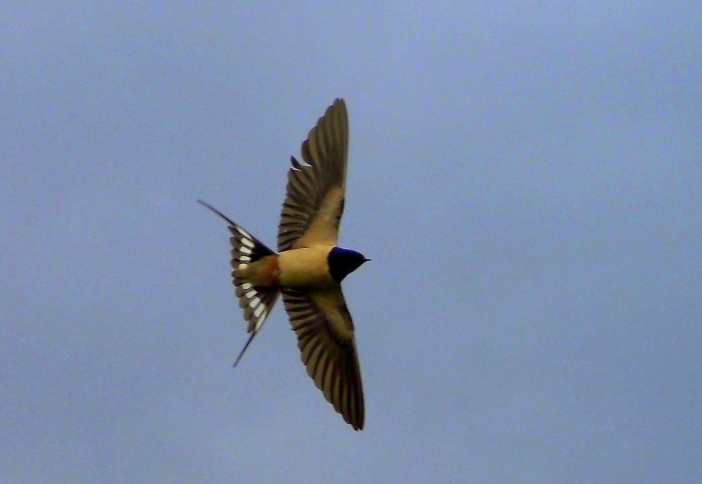 Additional Tips for Maximum Effectiveness (Image Credits: Flickr)