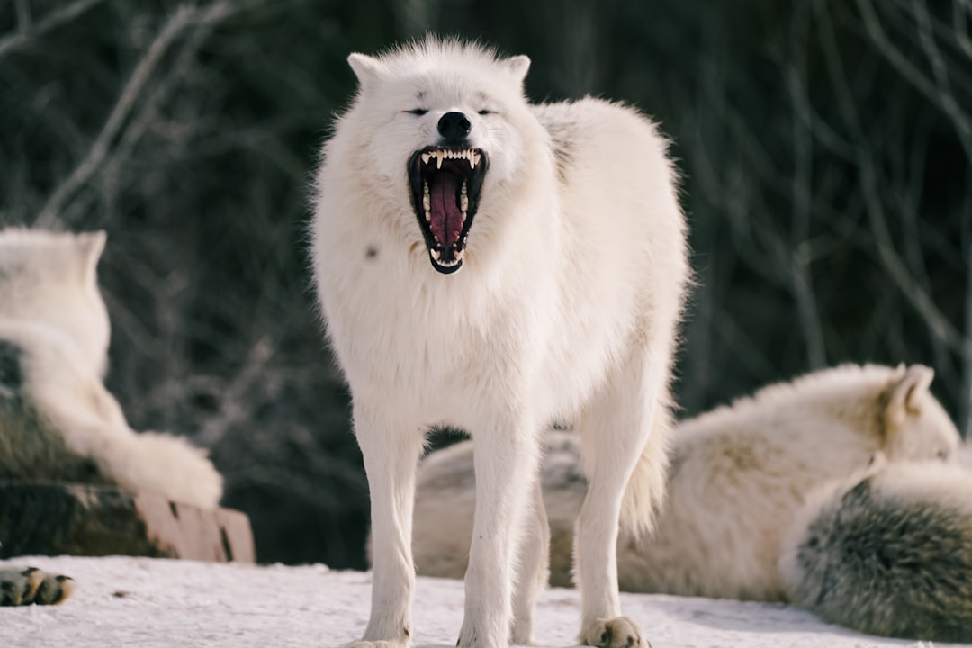 Aries Rising: The Fierce Wolf Energy