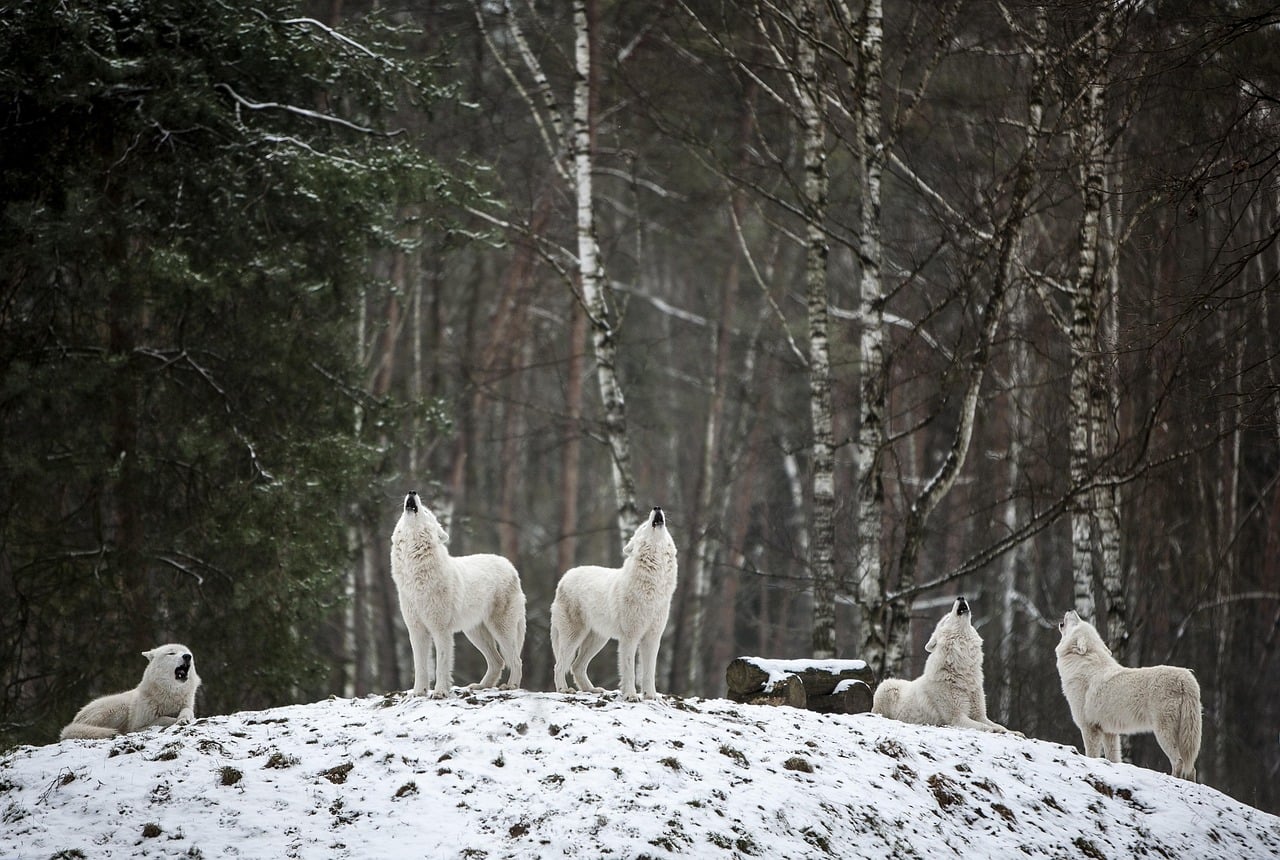 Cancer Rising: The Protective Wolf Den (Image Credits: Pixabay)