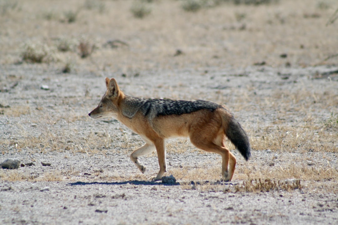 Virgo Rising: The Analytical Coyote Mind (Image Credits: Unsplash)