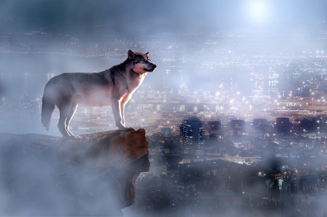 Pisces Rising: The Intuitive Wolf Mystic (Image Credits: Pixabay)