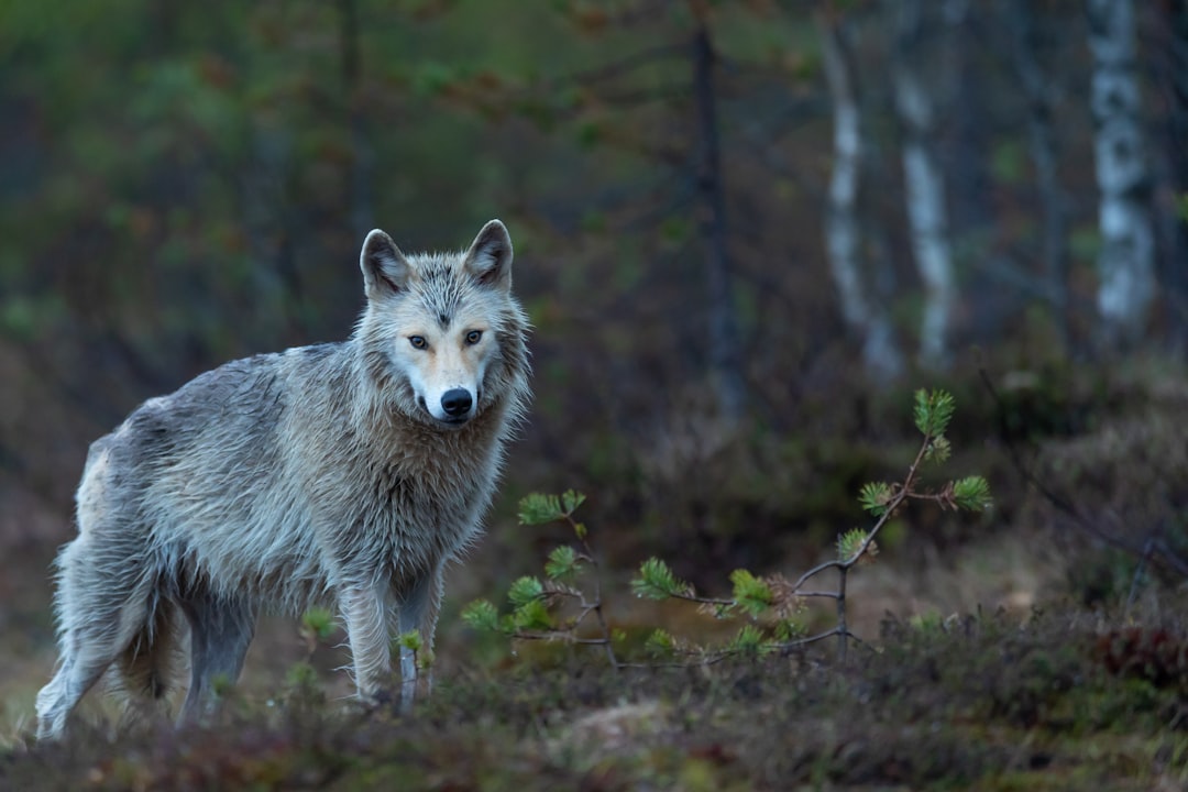 Finding Your Perfect Animal Match (Image Credits: Unsplash)
