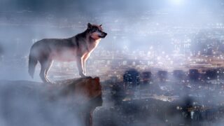 Wolves vs. Coyotes - Which Animal Totem Fits Your Rising Sign?