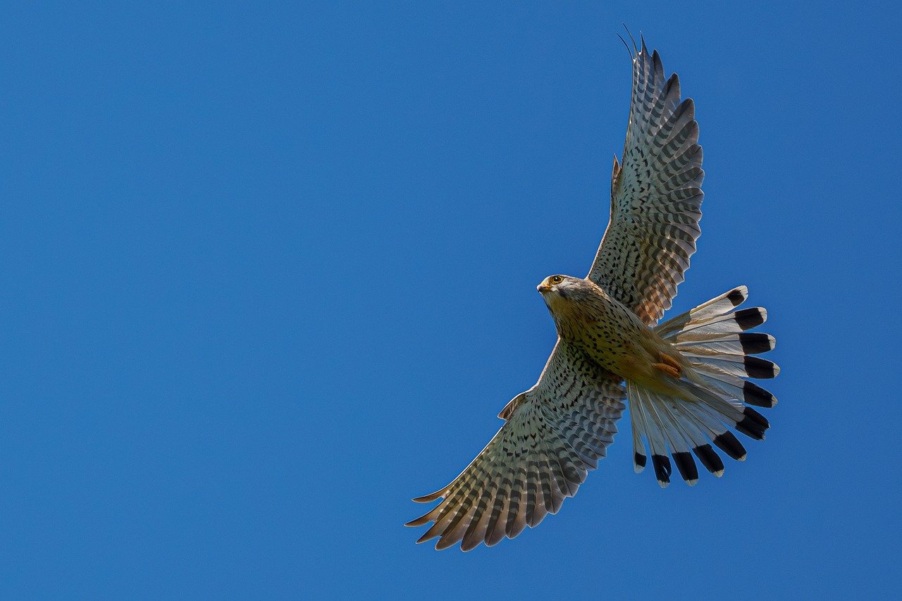 Aries: The Soaring Falcon (Image Credits: Pixabay)