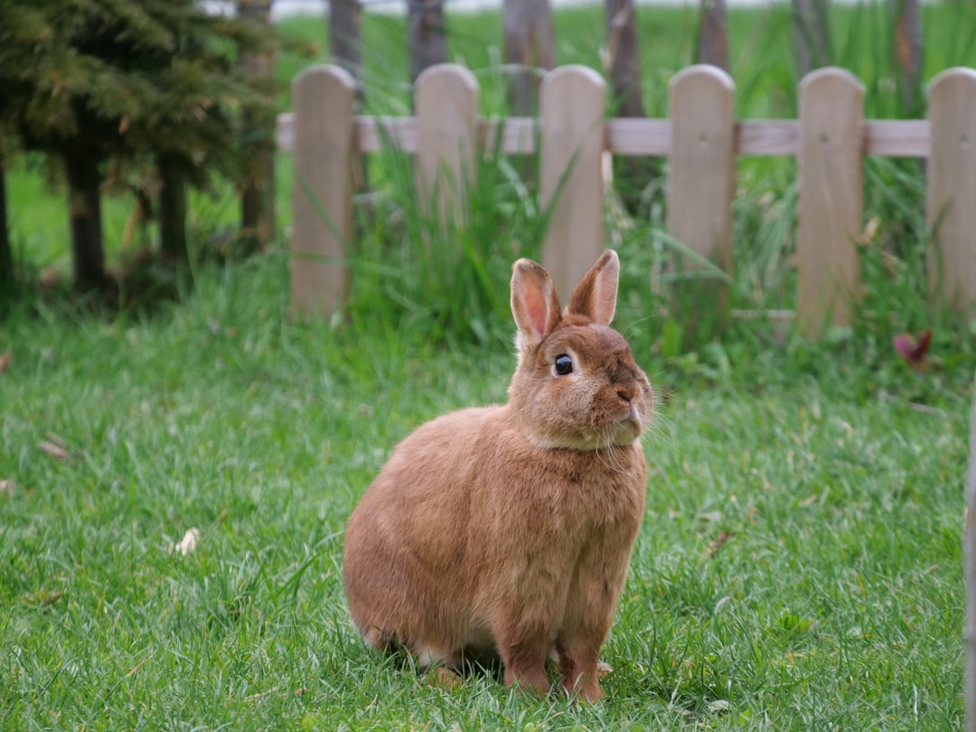 Cancer: The Protective Rabbit (Image Credits: Unsplash)