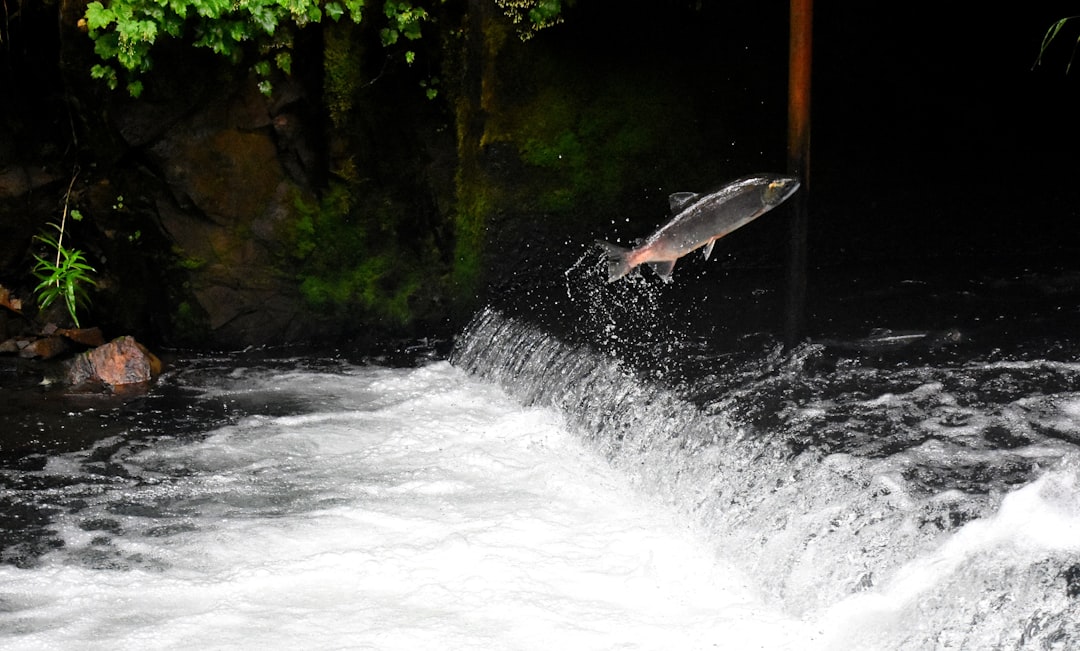 Leo: The Majestic Salmon (Image Credits: Unsplash)