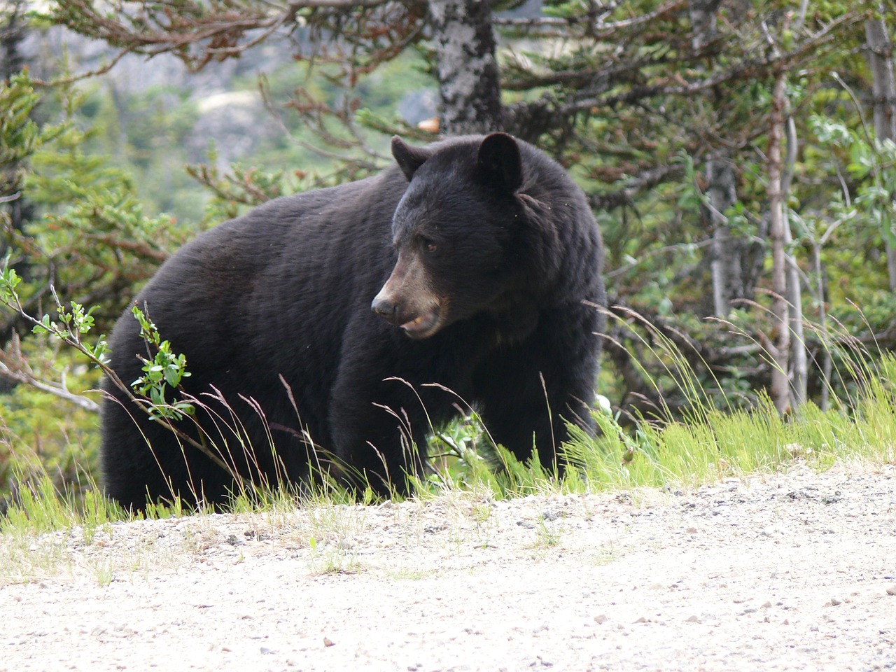 Virgo: The Thoughtful Bear (Image Credits: Pixabay)