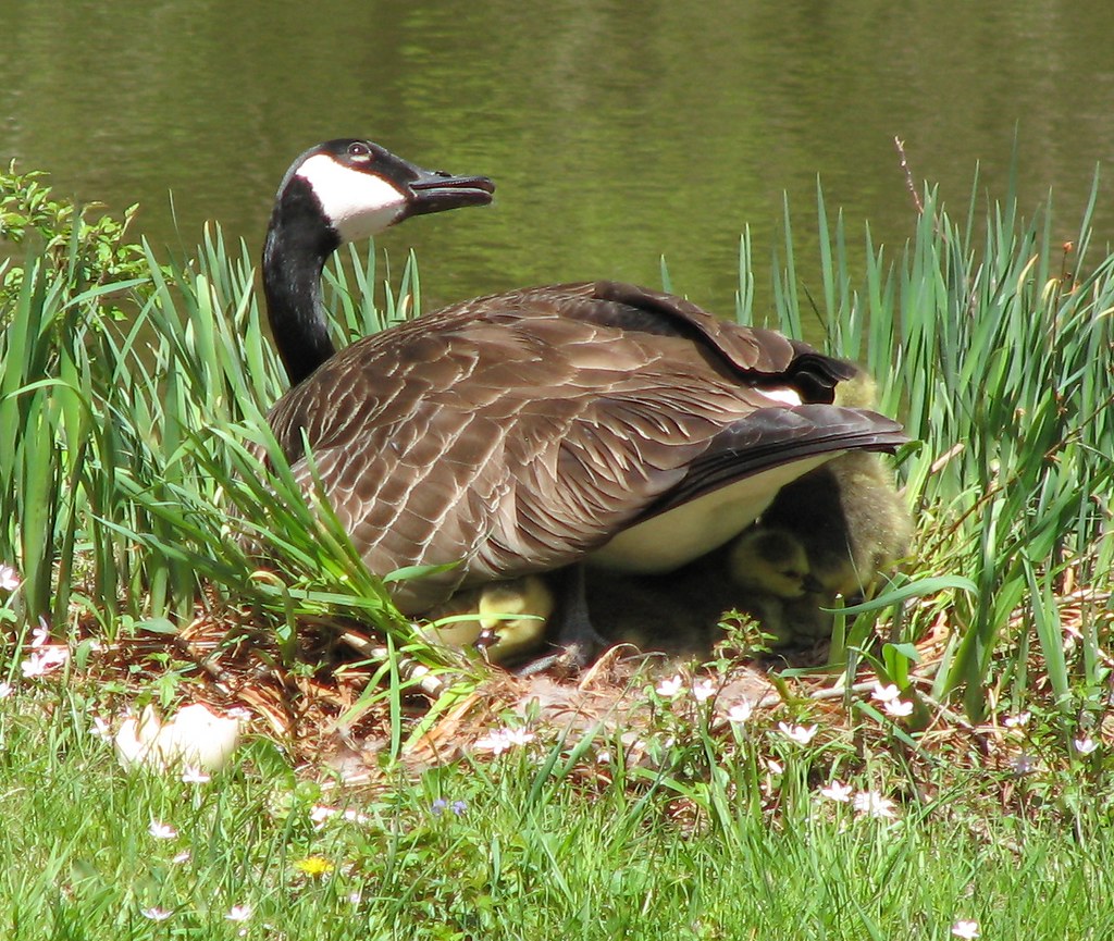 Capricorn: The Determined Goose (Image Credits: Flickr)