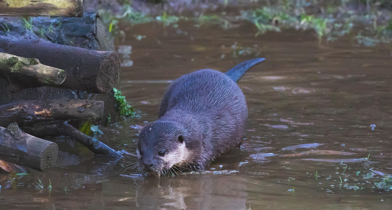Aquarius: The Eccentric Otter (Image Credits: Pixabay)