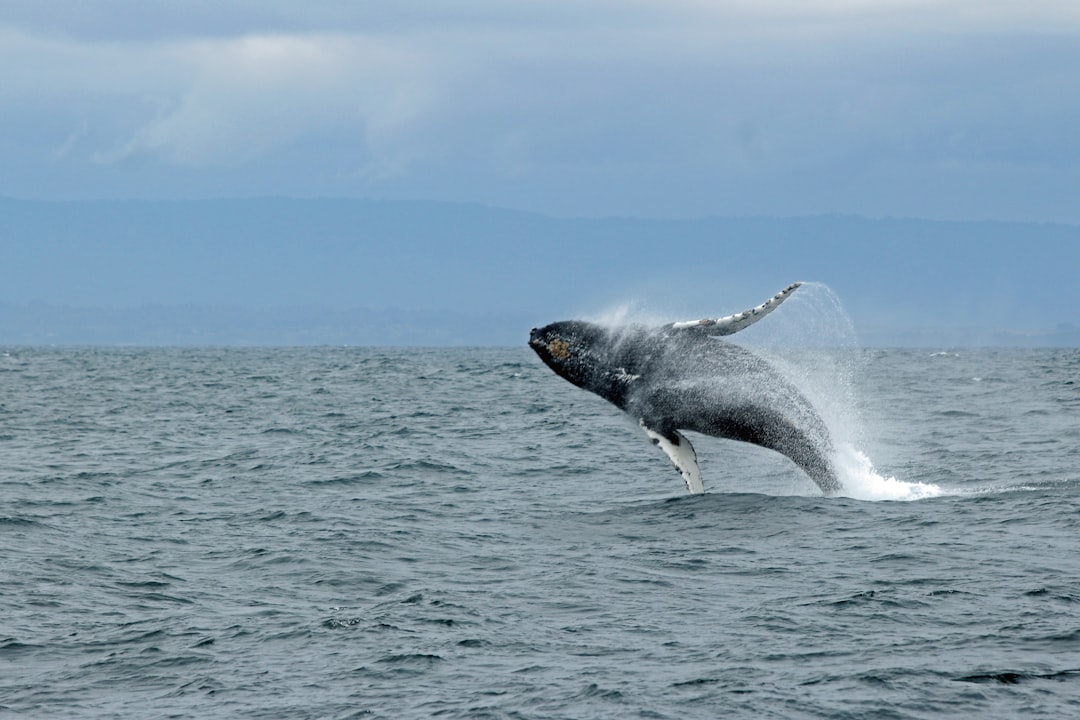 Pisces: The Compassionate Whale (Image Credits: Unsplash)