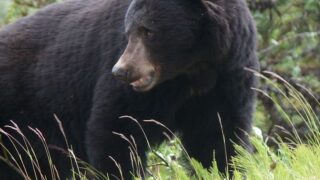 The Spirit Animal That Matches Every Zodiac Sign in 2025