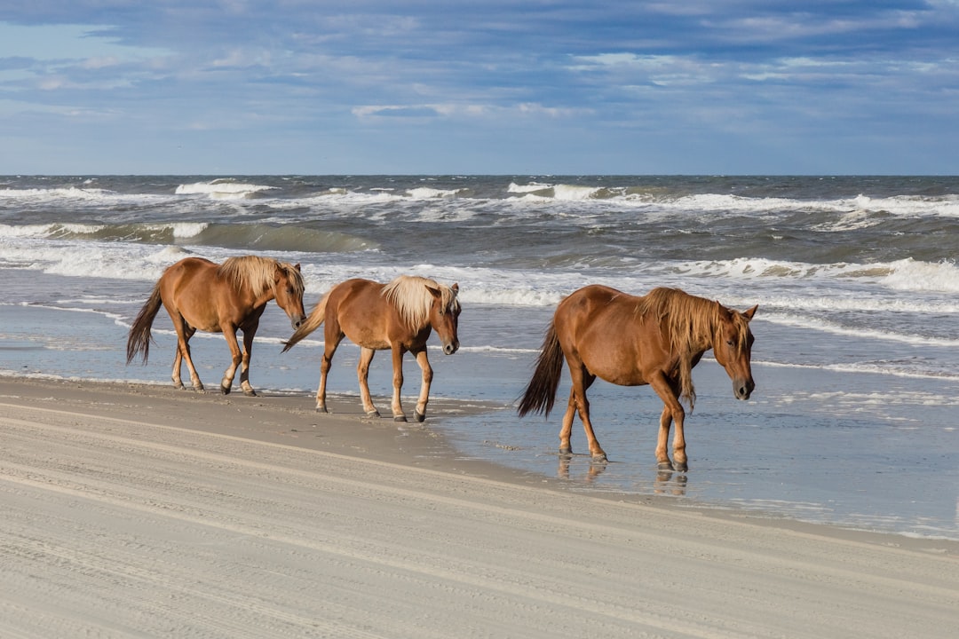Chincoteague, Virginia - Wild Horse Island Paradise (Image Credits: Unsplash)