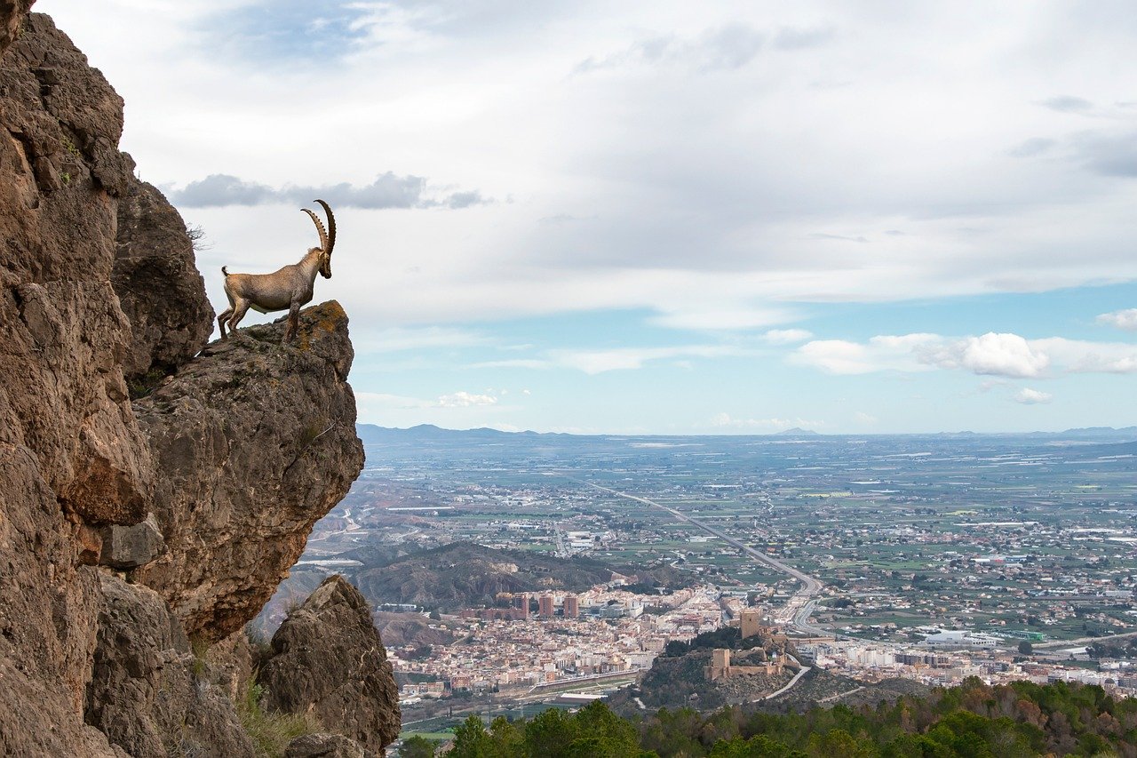 The Agility Expert: Mountain Goat (Image Credits: Pixabay)