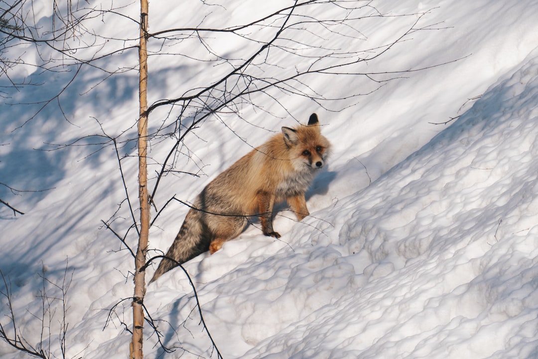 The Terrain Master: Gray Fox (Image Credits: Unsplash)