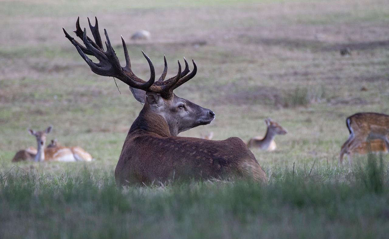 The Endurance Champion: Elk (Image Credits: Pixabay)