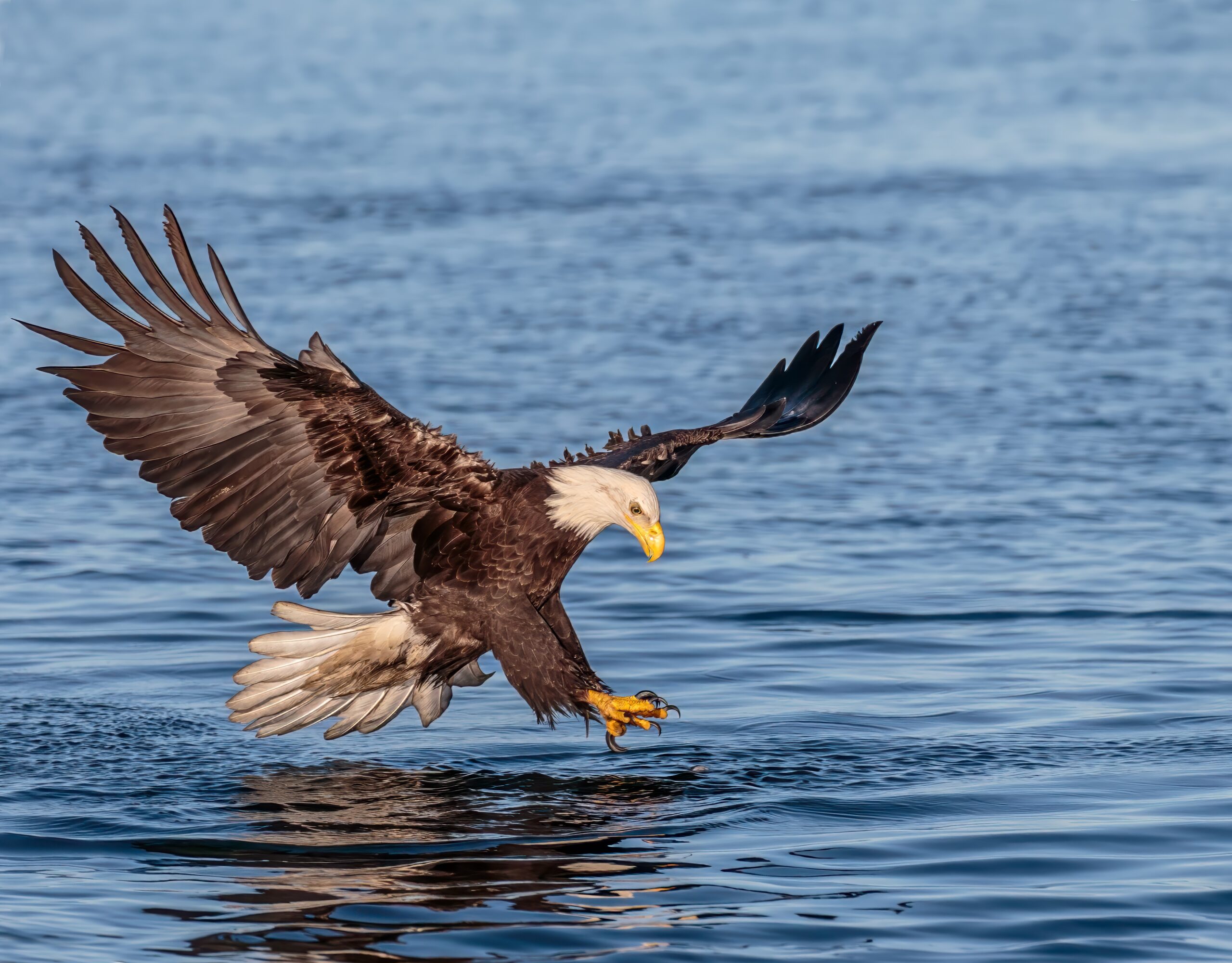 The Precision Pilot: Bald Eagle (Image Credits: Wikimedia)