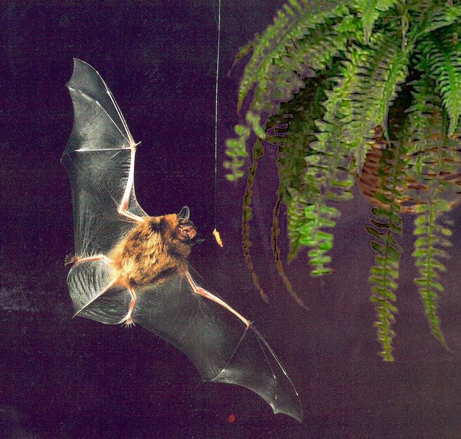 The Surprise Contender: Mexican Free-Tailed Bat (Image Credits: Wikimedia)