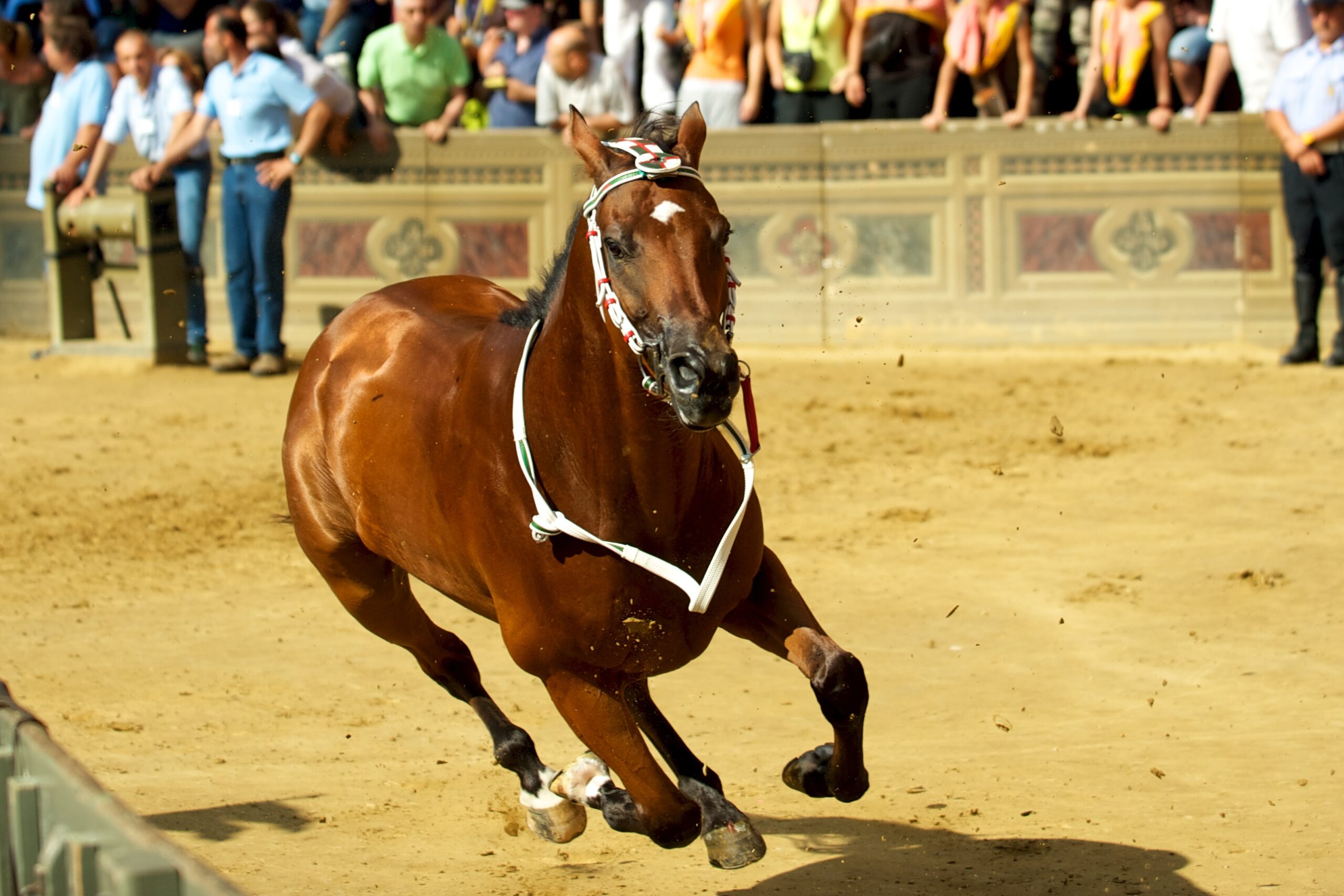 The Dark Horse: Quarter Horse (Image Credits: Wikimedia)