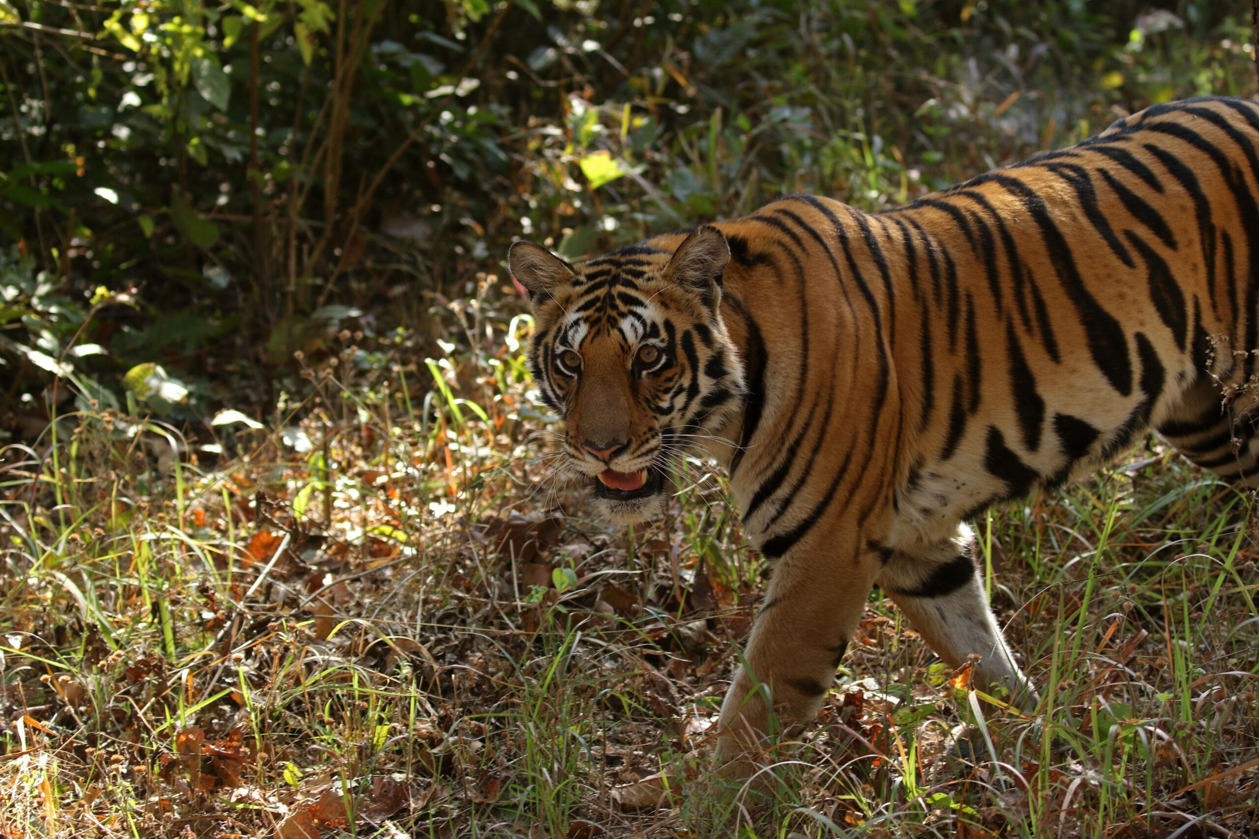 The Tsundere Tiger: Fierce on the Outside, Loyal Within (Image Credits: Wikimedia)