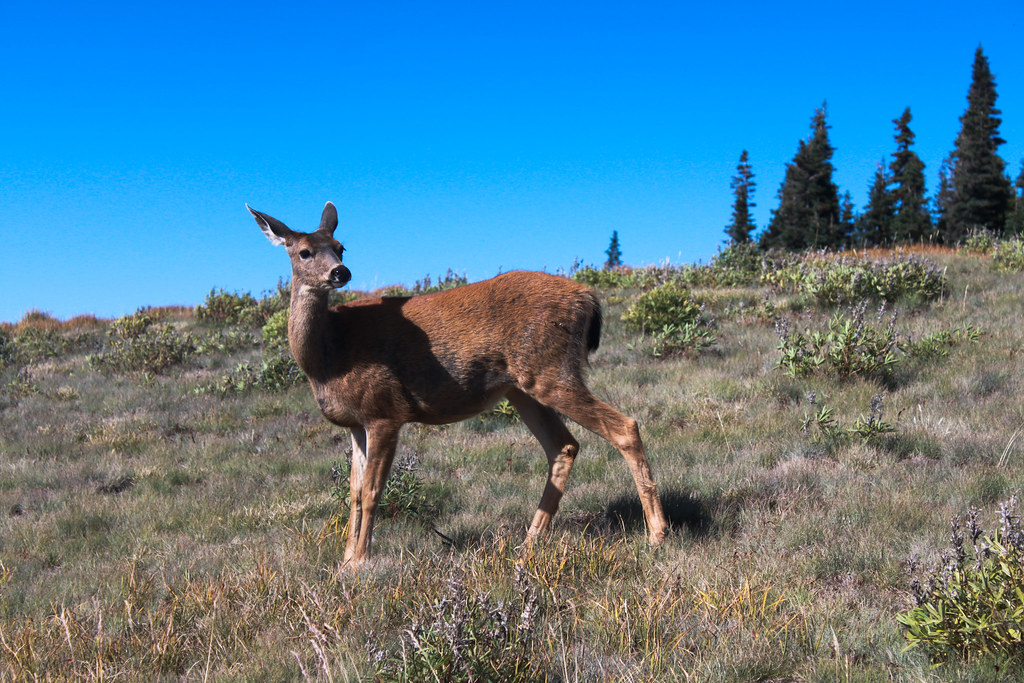 The Dandere Deer: Grace in Quiet Observation (Image Credits: Flickr)