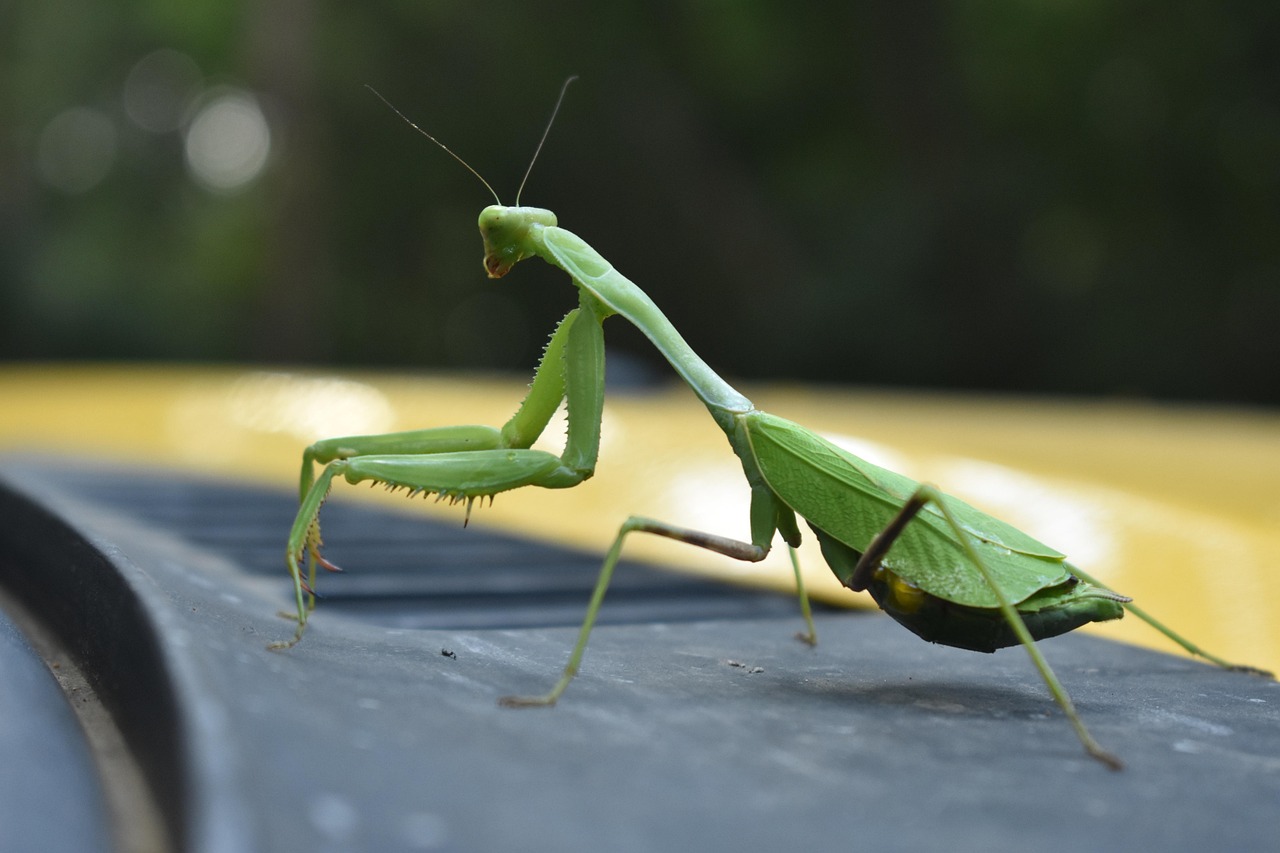 The Yandere Praying Mantis: Obsessive Devotion with Deadly Precision (Image Credits: Pixabay)