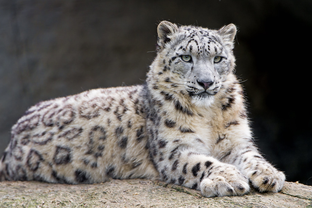 The Kuudere Snow Leopard: Cool Elegance with Hidden Warmth (Image Credits: Flickr)