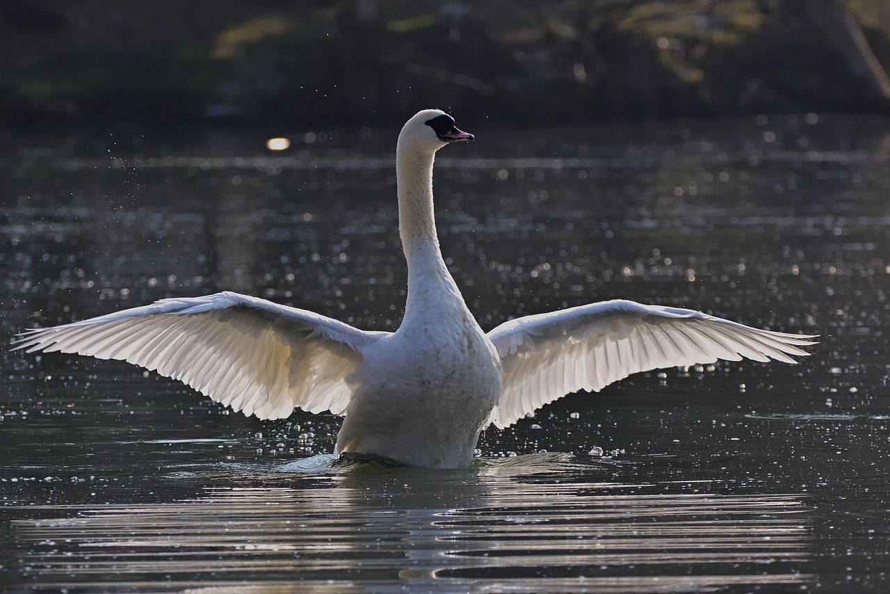 The Himedere Swan: Regal Expectations and Graceful Demands (Image Credits: Pixabay)