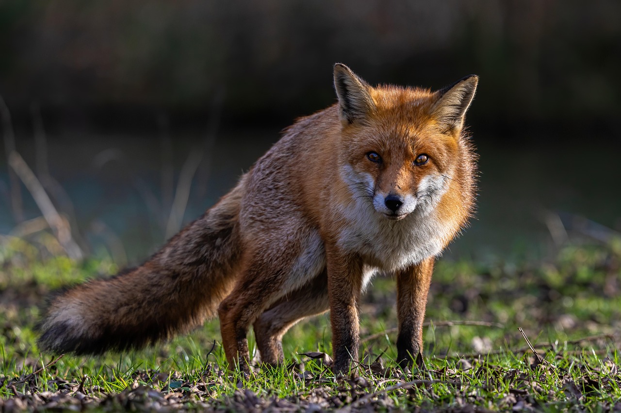 The Genki Fox: Energetic Mischief and Clever Schemes (Image Credits: Pixabay)