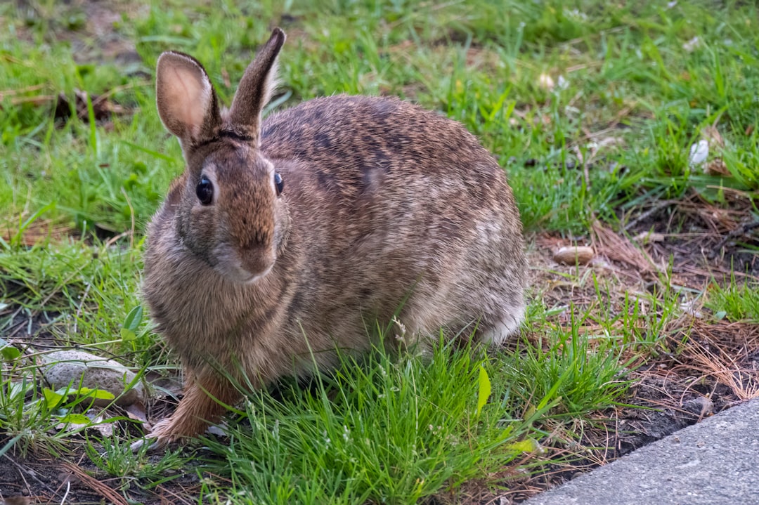 The Hajidere Rabbit: Blushing Innocence in Flight (Image Credits: Unsplash)