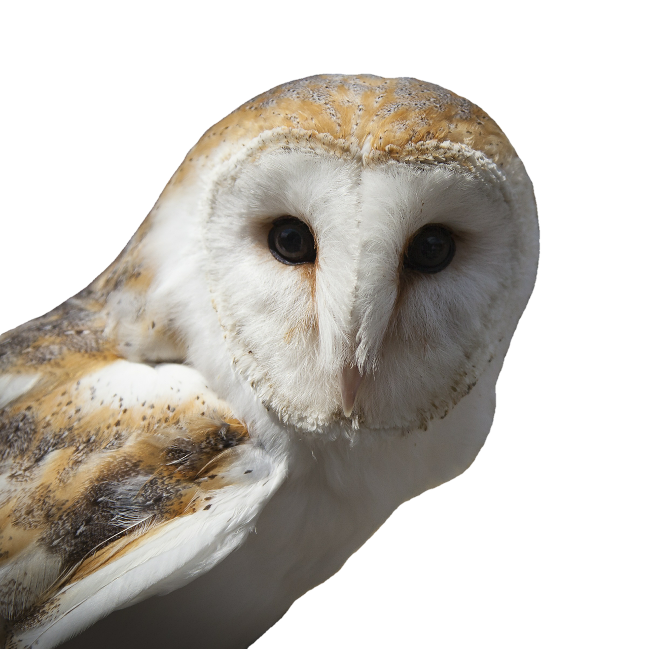 The Barn Owl - The Intuitive Guide Through Darkness (Image Credits: Pixabay)