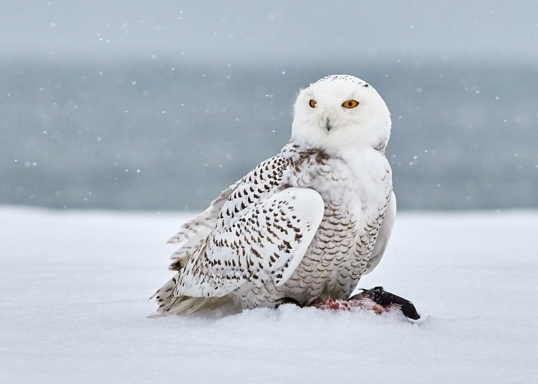 The Snowy Owl - The Strategic Planner (Image Credits: Unsplash)