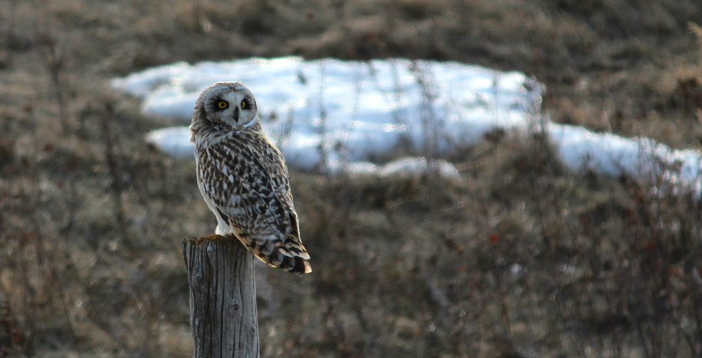 The Short-Eared Owl - The Grounded Strategist (Image Credits: Flickr)