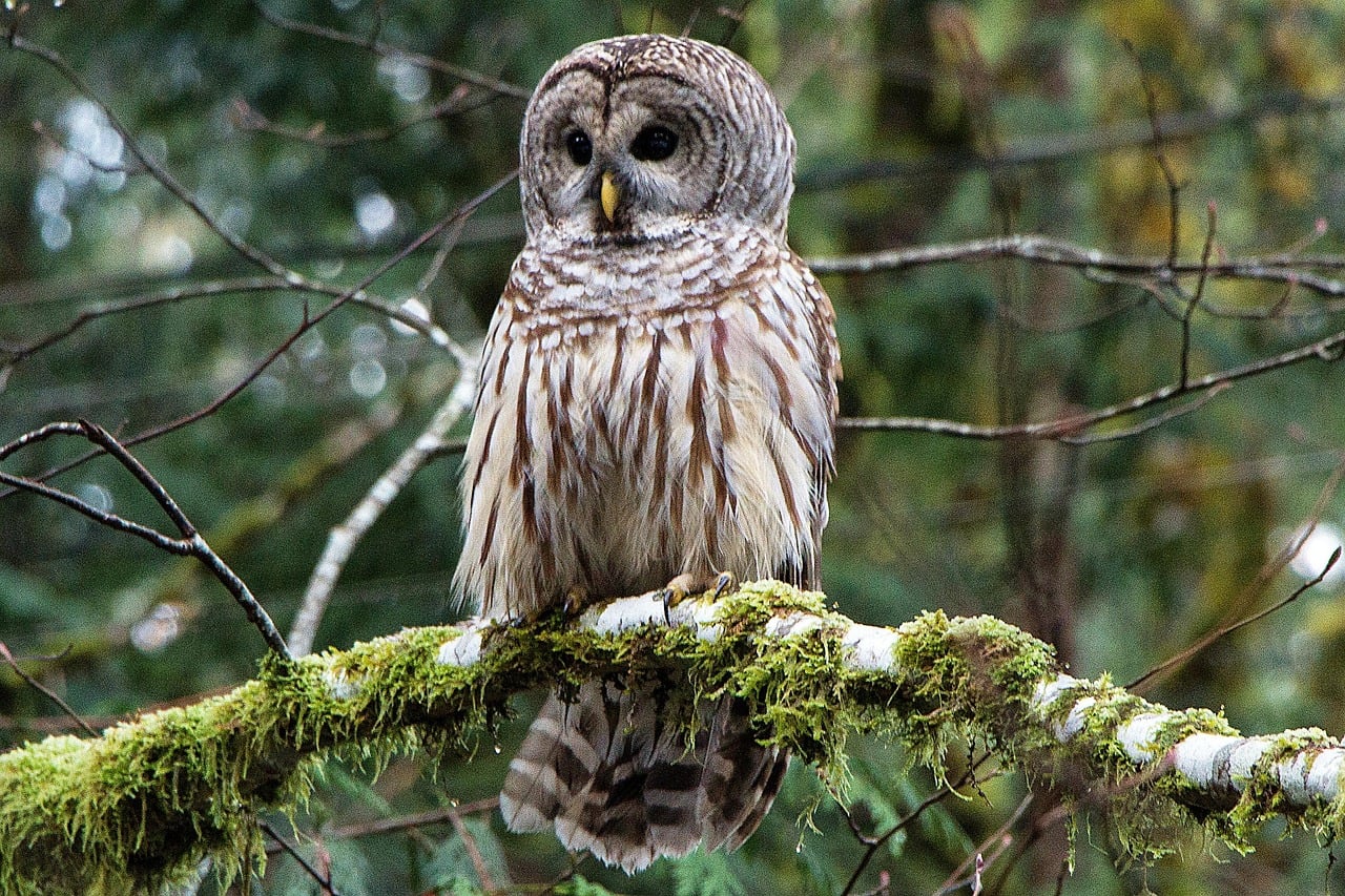 The Barred Owl - The Communicative Navigator (Image Credits: Pixabay)