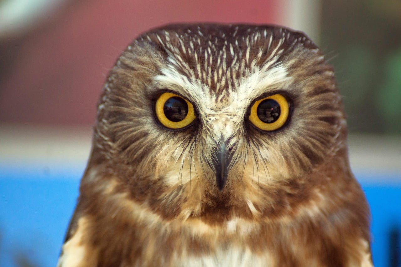 The Northern Saw-whet Owl - The Persistent Announcer (Image Credits: Pixabay)