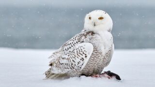 Which Owl Totem Reflects the Way You Handle Change?