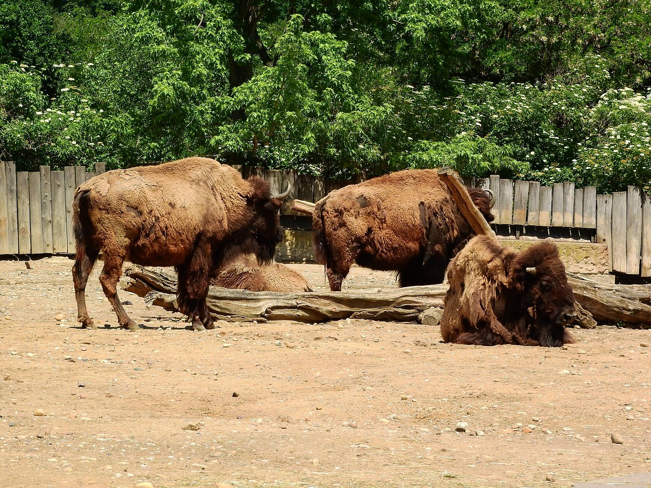 Bison-Style Collective Decision Making (Image Credits: Pixabay)