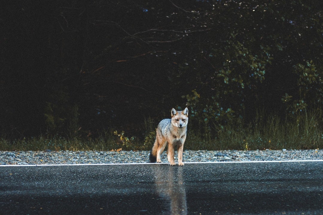 The Weekday Survivor: Coyote Adaptability (Image Credits: Unsplash)