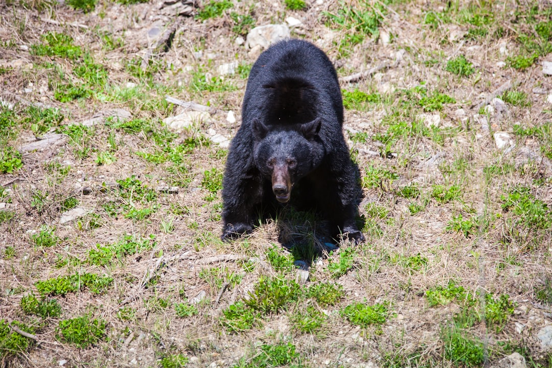 Air Signs Channel the Curious Black Bear (Image Credits: Unsplash)