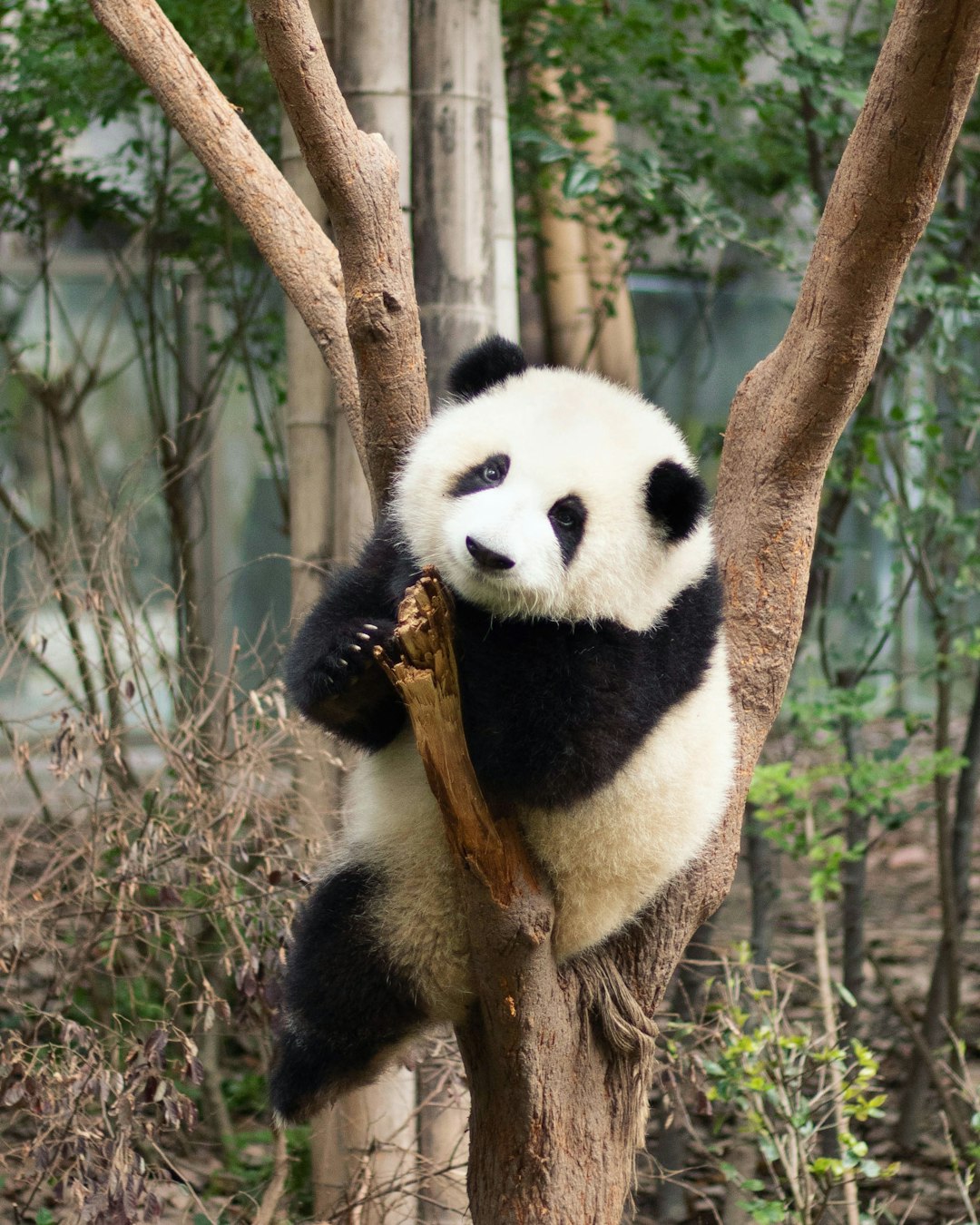 Type Two - The Giant Panda (Image Credits: Unsplash)