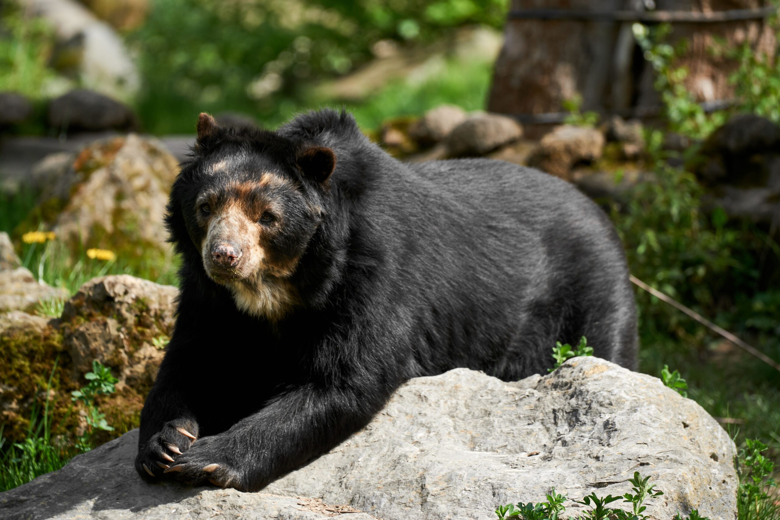 Type Four - The Spectacled Bear (Image Credits: Wikimedia)